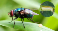 Emite SSO recomendaciones para evitar miasis humana causada por el gusano barrenador de ganado