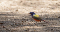 En Oaxaca se pueden observar unas 736 diferentes especies de aves