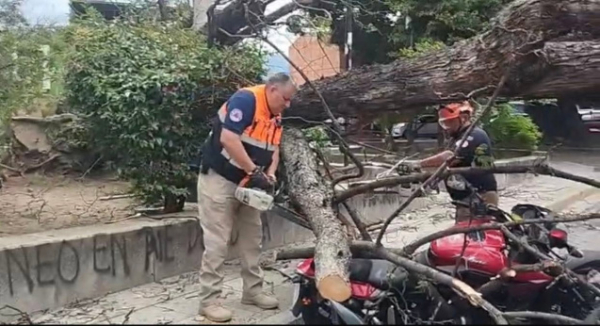 Protección Civil de Oaxaca de Juárez atiende caída de árboles en distintos puntos de la capital