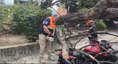 Protección Civil de Oaxaca de Juárez atiende caída de árboles en distintos puntos de la capital