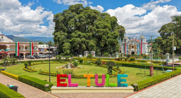 Santa María del Tule celebrará al milenario Árbol del Tule del 10 al 12 de octubre