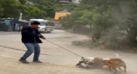 Sanciona Municipio de Oaxaca de Juárez caso de maltrato animal tras denuncia ciudadana