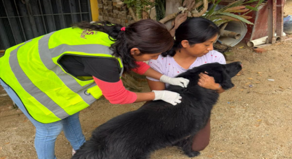 Gobierno de Oaxaca de Juárez atiende dos casos de gusano barrenador en perros