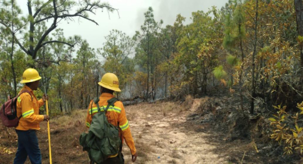 Reporta Coesfo avance del 80 % en control del incendio forestal en Putla Villa de Guerrero