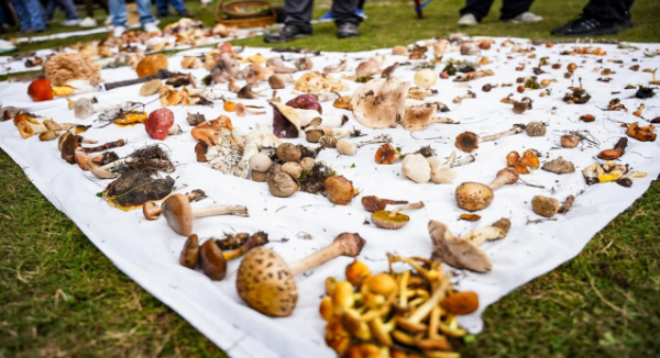 Inaugura Sectur Oaxaca la XXII Feria Regional de los Hongos Silvestres en Cuajimoloyas