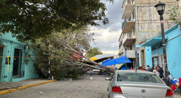 Gobierno del Estado despliega operativo por árboles caídos y encharcamientos en la Zona Metropolitana de Oaxaca