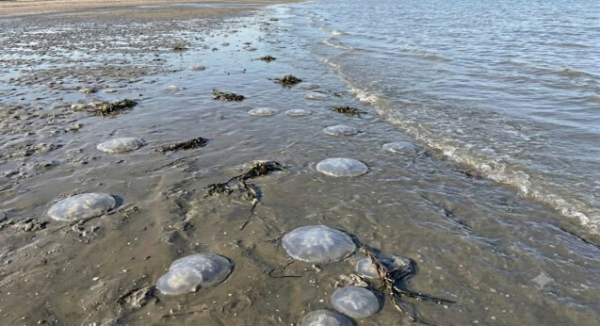 Gobierno de Oaxaca emite recomendaciones por arribo de medusas en playa de Santa María Xadani