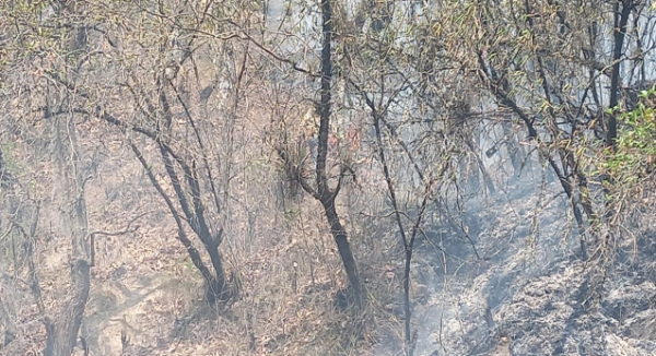 Atiende Coesfo incendio forestal en Ixtlán de Juárez