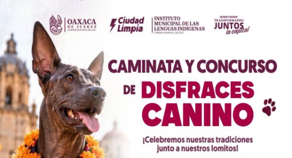 Oaxaca de Juárez invita a participar en caminata y concurso de disfraces caninos por el Día de Muertos