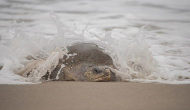 Oaxaca vive temporada de arribada de tortugas con llamado al respeto de las especies
