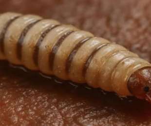 Reportan muerte de adulto mayor en Oaxaca; descartan riesgo poblacional por miasis de gusano barrenador