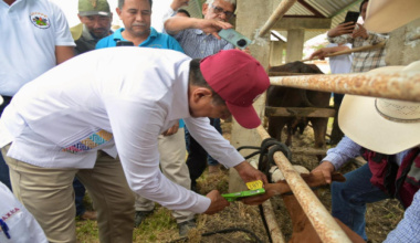Inicia en la Cuenca del Papaloapan programa de aretado de ganado bovino