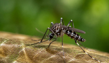Refuerza SSO acciones para prevenir la transmisión del dengue