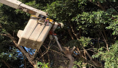 Realiza Ayuntamiento de Oaxaca de Juárez poda de árboles y retiro de un pino seco en cuatro colonias