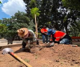 Inicia renovación del arbolado en el Paseo Juárez El Llano