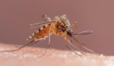 SSO exhorta a aplicar medidas de limpieza para prevenir dengue y chikungunya en Oaxaca