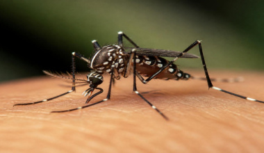 SSO mantiene acciones de prevención contra el dengue en la zona metropolitana de Oaxaca