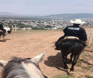 A caballo y con paso firme, Agrupamiento de Caballería refuerza la seguridad en Oaxaca de Juárez