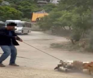 Sanciona Municipio de Oaxaca de Juárez caso de maltrato animal tras denuncia ciudadana