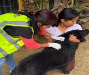 Gobierno de Oaxaca de Juárez atiende dos casos de gusano barrenador en perros